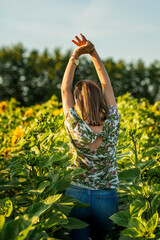 Kobieta rozciągająca się w polu słoneczników. Uprawa słoneczników i ćwiczenie jogi. Dziewczyna w polu kwiatów. - obrazy, fototapety, plakaty