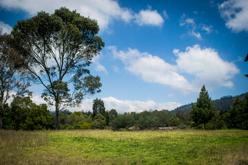 Fototapeta na wymiar trees in the field and sky