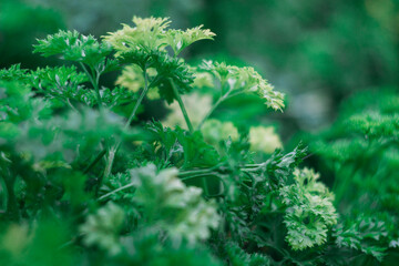 Fresh green curly parsley after the rain. Greenery in the garden. Selective focus