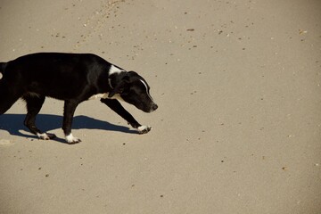 Cachorro vira-lata preto na praia - Black mutt dog on the beach