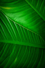 abstract green leaves texture, nature background
