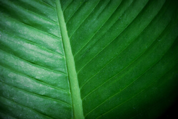 abstract green leaves texture, nature background