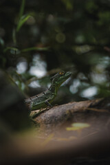 lizard chilling on the tree
