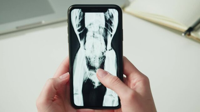 Doctor veterinarian examining bird skeleton roentgen close-up. Woman vet analyzing animal, avian bones x-ray on smartphone. Healthcare and medicine concept.