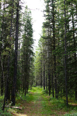 Landscape of trees in the forest 