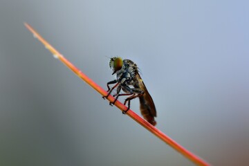 close-up of robber fly on leaf