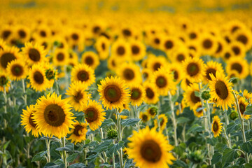 Obraz premium Sunflowers growing in a filed during a summer day.