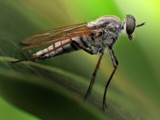 close-up of robber fly on leaf