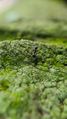 black ant on a tree