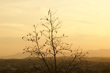 Árvore Seca com pôr do sol ao fundo - Dry tree with sunset in the background - Autumn