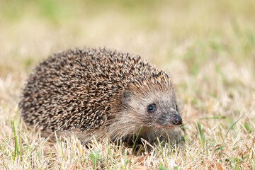 little cute hedgehog in the garden in the green grass.