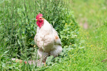 cute rooster crowing on the farm...