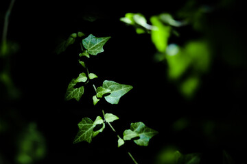 Leaves 