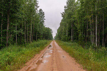 Obraz premium Straight sandy rural road with puddles through a green forest with lots of vegetation. Rainy summer day with gloomy sky. Nature landscape background
