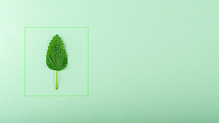Lemon balm leaf on a green background in minimal style
