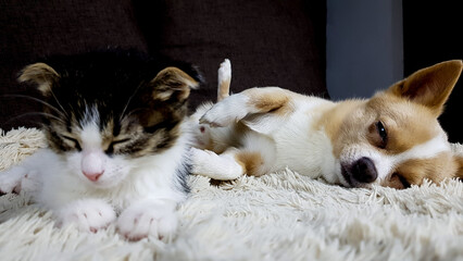 little cute kitten lop-eared white chihuahua sleeping together on a soft sofa at home. friendship of cats and dogs