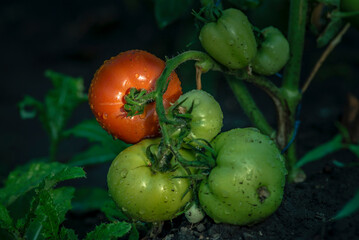 Beautiful red ripe unripe cluster heirloom tomatoes grown in a greenhouse. Gardening tomato  copy space. Shallow depth of field  after irrigation  harvest harvest.