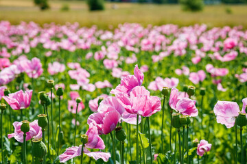 Obraz premium Panorama of a field of rose corn poppy. Beautiful landscape view on summer meadow. Germany.