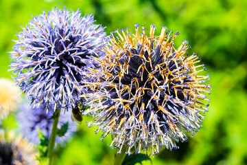 echinops; flower in the garden, botany