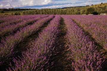 Fototapeta na wymiar Sunset over purple lavender field. Lavender fields.