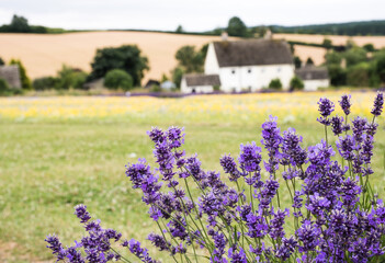 Cotswold Lavender & Wild Flower Meadows At Snowshill, Worcestershire