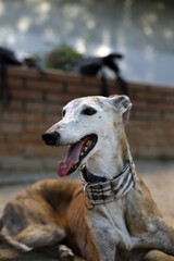 Obraz premium retrato de galgo español puro