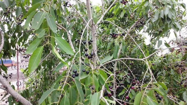 Aerial View Java plum fruits (Syzygium cumini) on its tree.