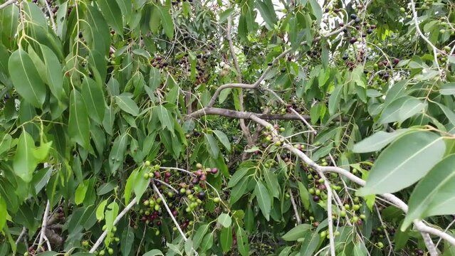 Aerial View Java plum fruits (Syzygium cumini) on its tree.