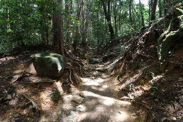 夏の筑波山の登山
