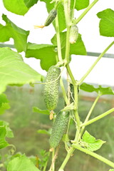 a bed of cucumbers. Ripe green cucumbers in the garden. Growing cucumbers in open beds near the house. Independent farming. Home agribusiness.