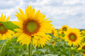 Fototapeta premium Beautiful landscape with sunflower field over blue sky. Nature concept..