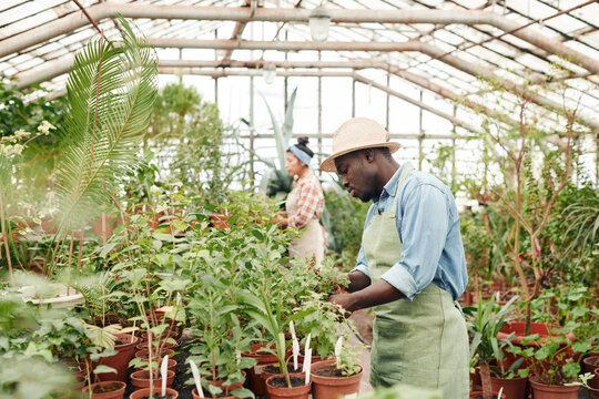 Young Black man and his colleague spending ordinary workday in greenhouse taking care of various plants