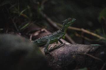 lizard on a rock