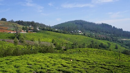 Beautiful tea garden or tea estates from Ooty. Lush greenery Landscape photograph of Nilgiri