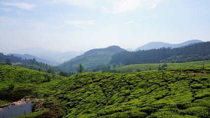 Beautiful tea garden or tea estates from Ooty. Lush greenery Landscape photograph of Nilgiri
