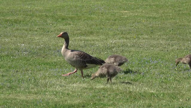 family wild geese and small goslings graze on the green grass