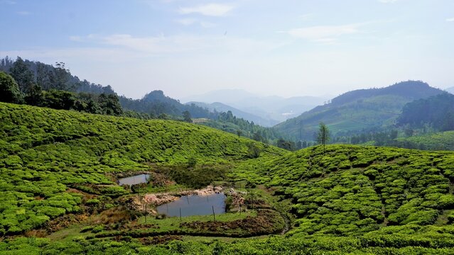 Beautiful tea garden or tea estates from Ooty. Lush greenery Landscape photograph of Nilgiri