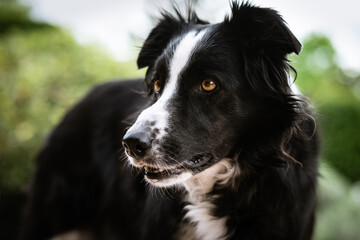 Border Collie gentil