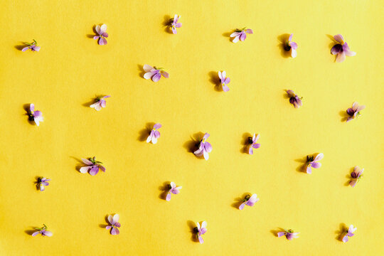 Flat lay composition with flowers of small violens on yellow background. Floral background.