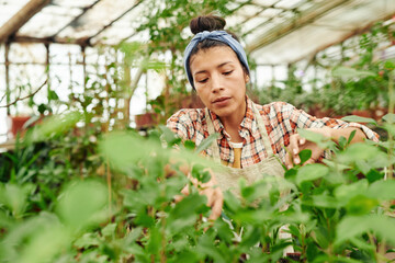 Young adult Hispanic woman working in greenhouse shaping plants cutting off extra leaves and...
