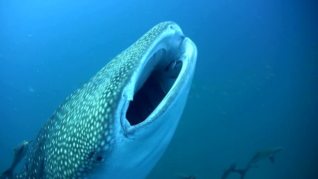 Whaleshark (Rhincodon typus) mouth being cleaned