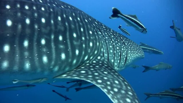 Whaleshark (Rhincodon typus) from side to back