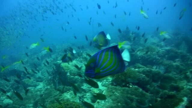 Blue-ringed angelfish (Pomacanthus annularis) with school of damselfishes