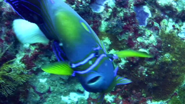 Blue-ringed angelfish (Pomacanthus annularis) eating