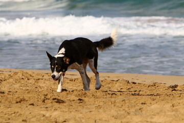 Dog for a walk in a city park on the seashore