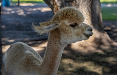 A beautiful baby alpaca enjoying a lovely late summer day.