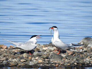Common Tern Presenting Fish