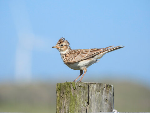 Eurasian Skylark Perched on Fence Post