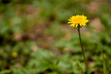 selective focus on a yellow dandelion flower on a green meadow, a plant on a green background, perfect for background, texture. Copy the space.