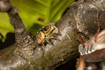 Beautiful jumping spider in nature